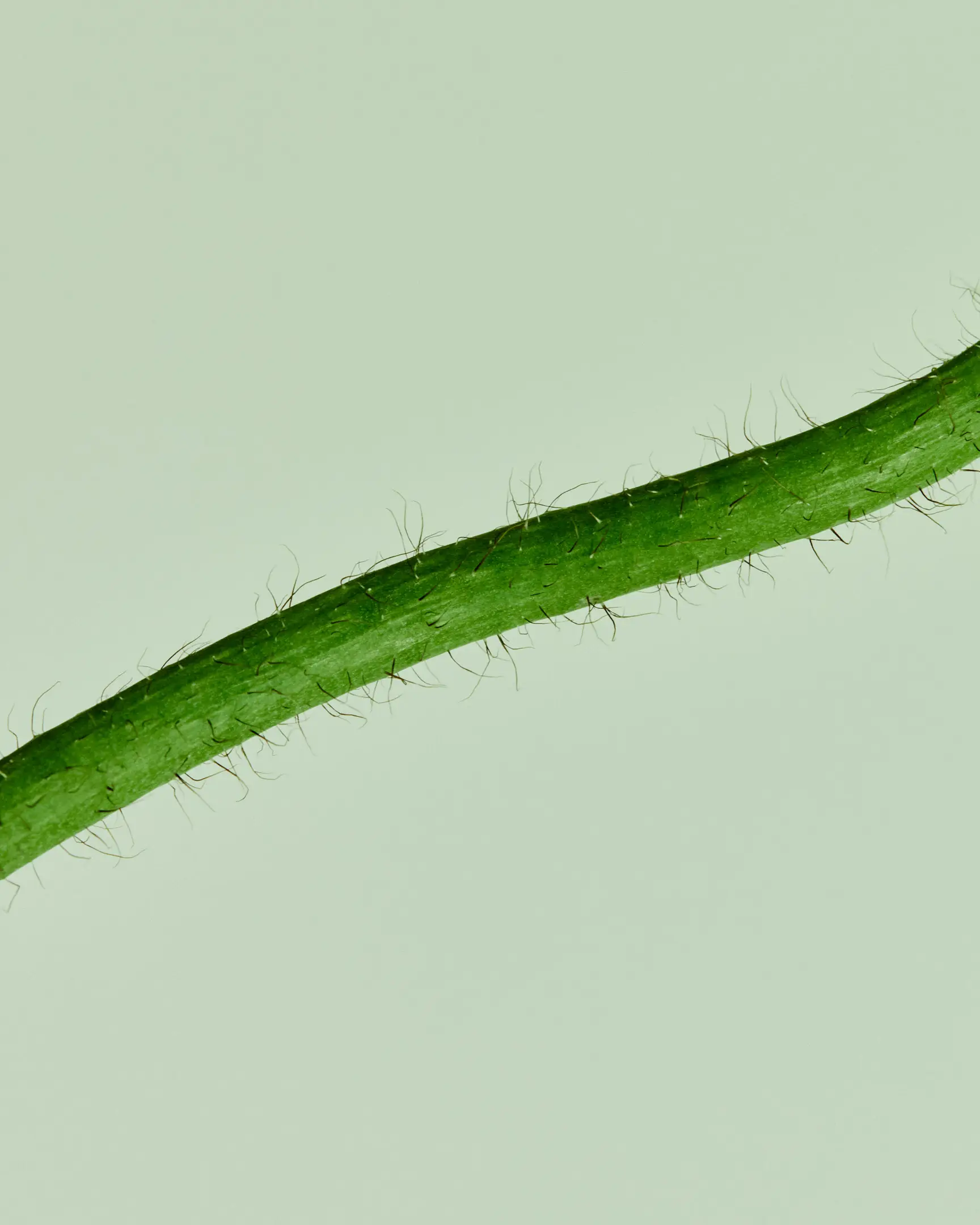 Annotations is a floral still life personal project featuring a green, hairy stem, set against a pale green backdrop. The arrangements in this project include flowers like tulips and Icelandic poppies. This project was shot and completed in Phoenix, AZ in2022.  