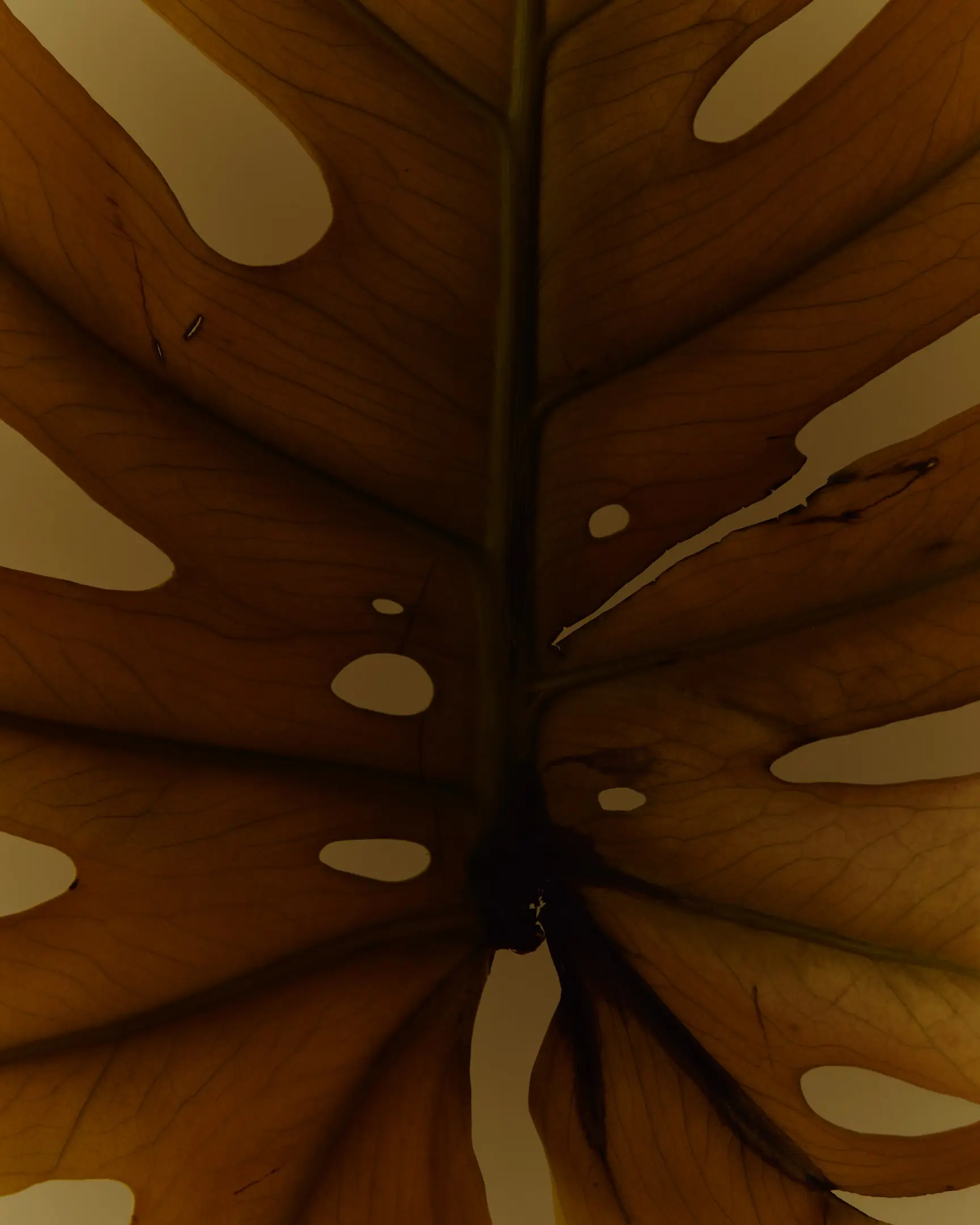 Annotations is a floral still life personal project featuring a decaying monstera leaf, set against a yellow backdrop shot in a warm color palette. The arrangements in this project include flowers like tulips and Icelandic poppies. This project was shot and completed in Phoenix, AZ in 2022.  