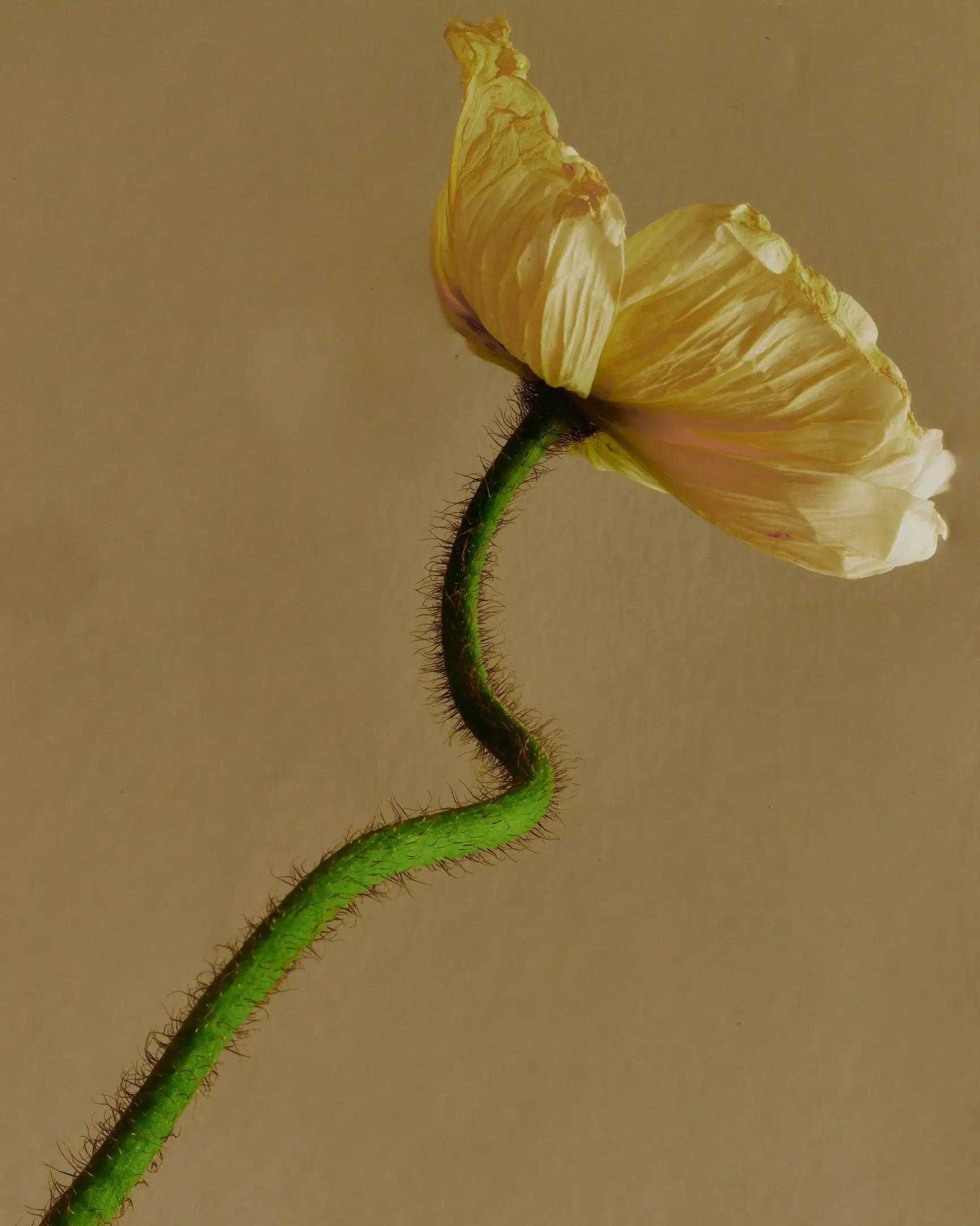 Annotations is a floral still life personal project featuring a winding green, hairy stem and poppy flower, set against a dark yellow backdrop. The arrangements in this project include flowers like tulips and Icelandic poppies. This project was shot and completed in Phoenix, AZ in 2022.  