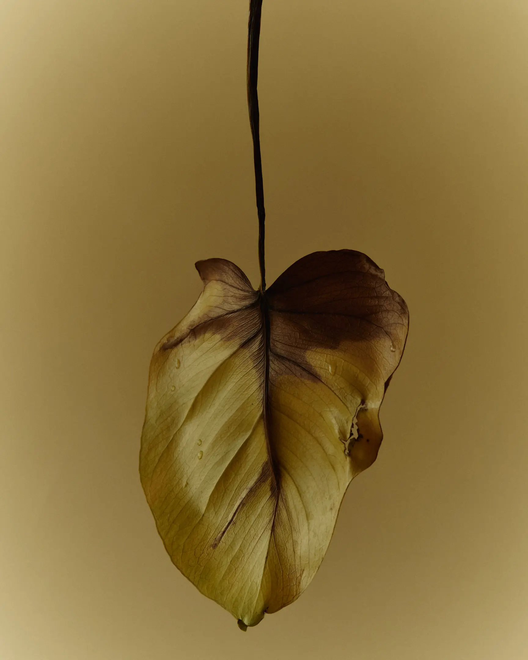 Annotations is a floral still life personal project featuring a decaying monstera leaf suspended in the air with water dripping down the leaf, set against a pale yellow backdrop shot in color. The arrangements in this project include flowers like tulips and Icelandic poppies. This project was shot and completed in Phoenix, AZ in 2022.  