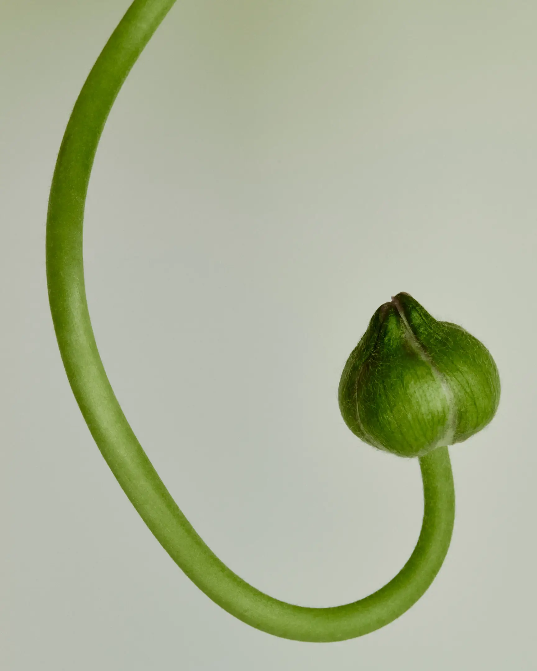 Annotations is a floral still life personal project featuring a winding green, hairy stem, and floral bulb set against a pale green backdrop. The arrangements in this project include flowers like tulips and Icelandic poppies. This project was shot and completed in Phoenix, AZ in2022.  