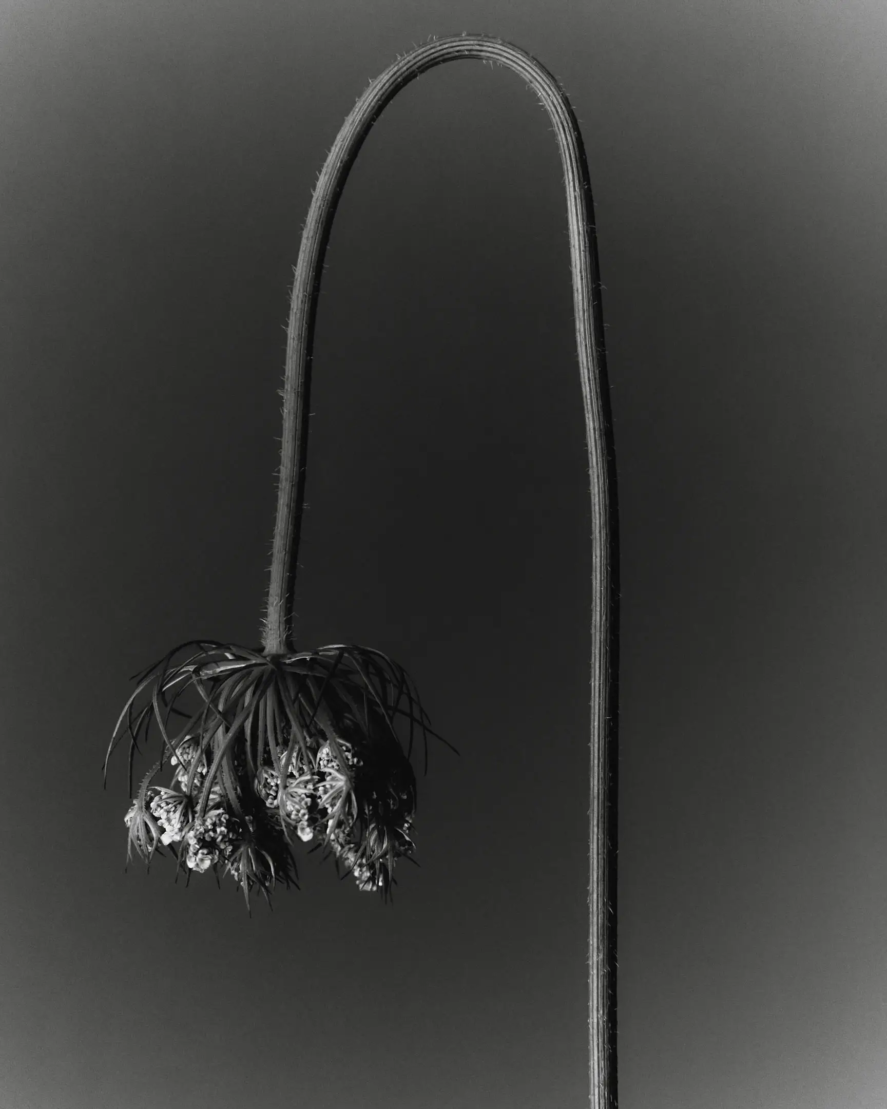 Annotations is a floral still life personal project featuring a curving stem, and hanging flower set against a dark grey backdrop in black and white. The arrangements in this project include flowers like tulips and Icelandic poppies. This project was shot and completed in Phoenix, AZ in 2022.  