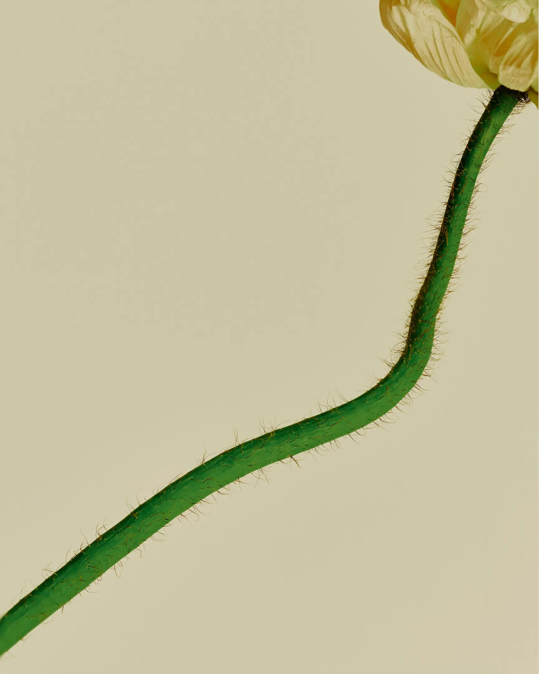 Annotations is a floral still life personal project featuring a green, hairy stem and poppy flower, set against a pale yellow backdrop. The arrangements in this project include flowers like tulips and Icelandic poppies. This project was shot and completed in Phoenix, AZ in 2022.  