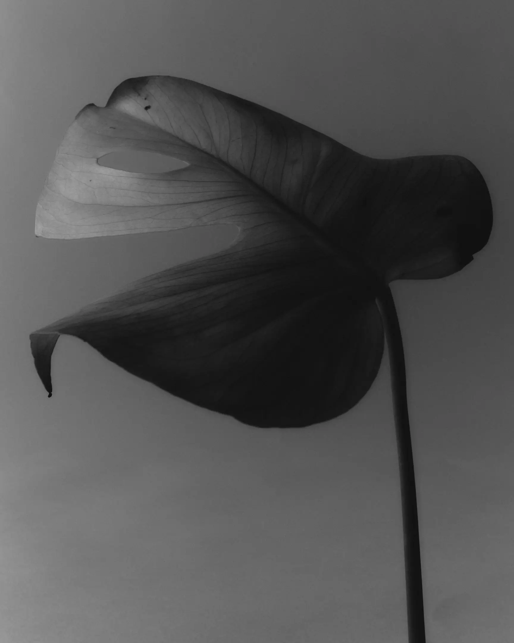 Annotations is a floral still life personal project featuring a decaying monstera leaf, set against a light grey backdrop shot in black and white. The arrangements in this project include flowers like tulips and Icelandic poppies. This project was shot and completed in Phoenix, AZ in 2022.  