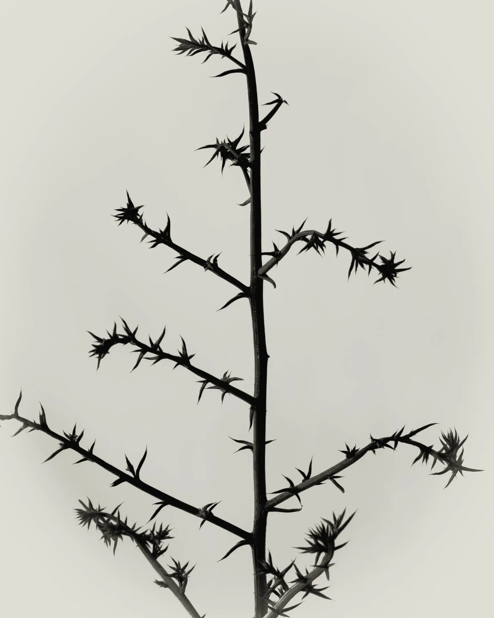 Thorn bush in studio.