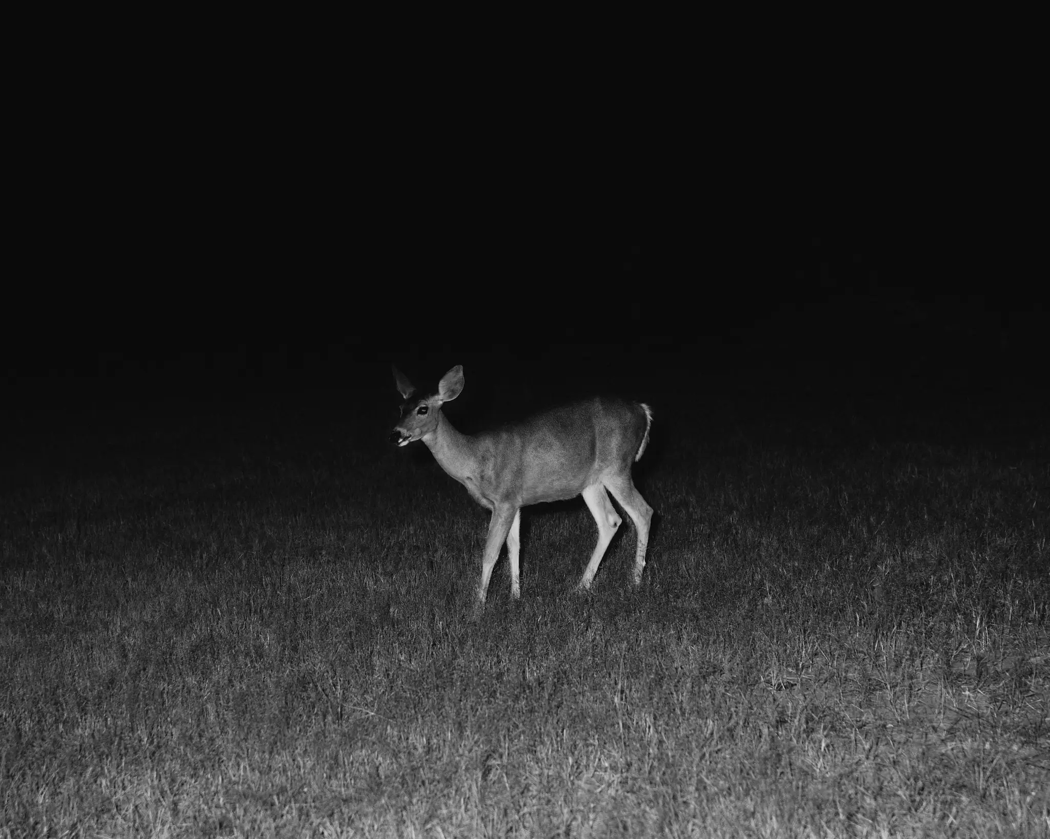 The Cellar Door is a personal project that depicts narrative and mystery through a variety of subject matter.