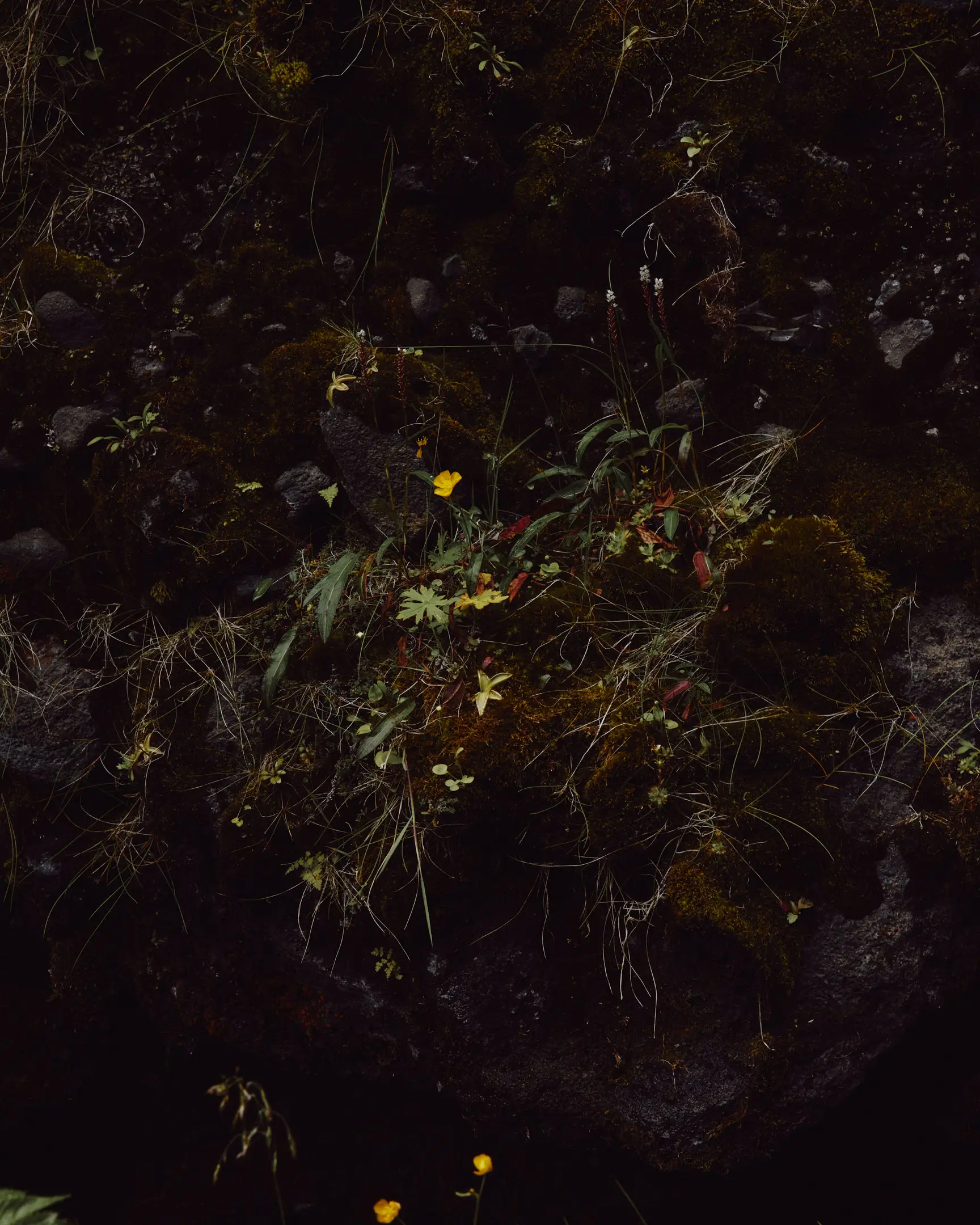 Plant at the base of Seljalandsfoss waterfall on a cloudy day in Iceland. Iceland project was shot and completed over the course of ten days all over the island of Iceland.