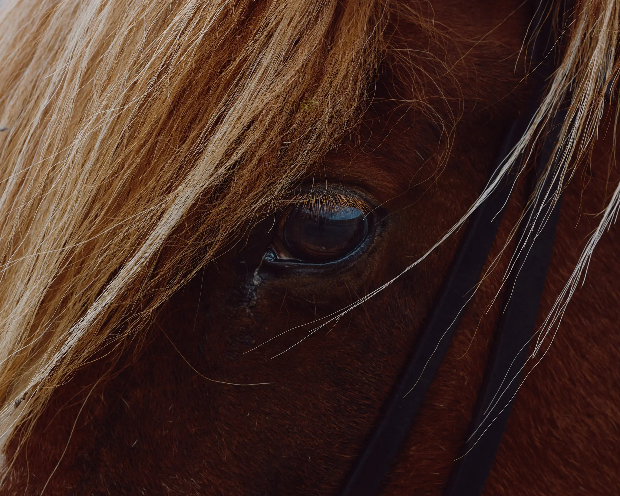 Detail image of a horse's eye in Iceland. Iceland project was shot and completed over the course of ten days all over the island of Iceland.