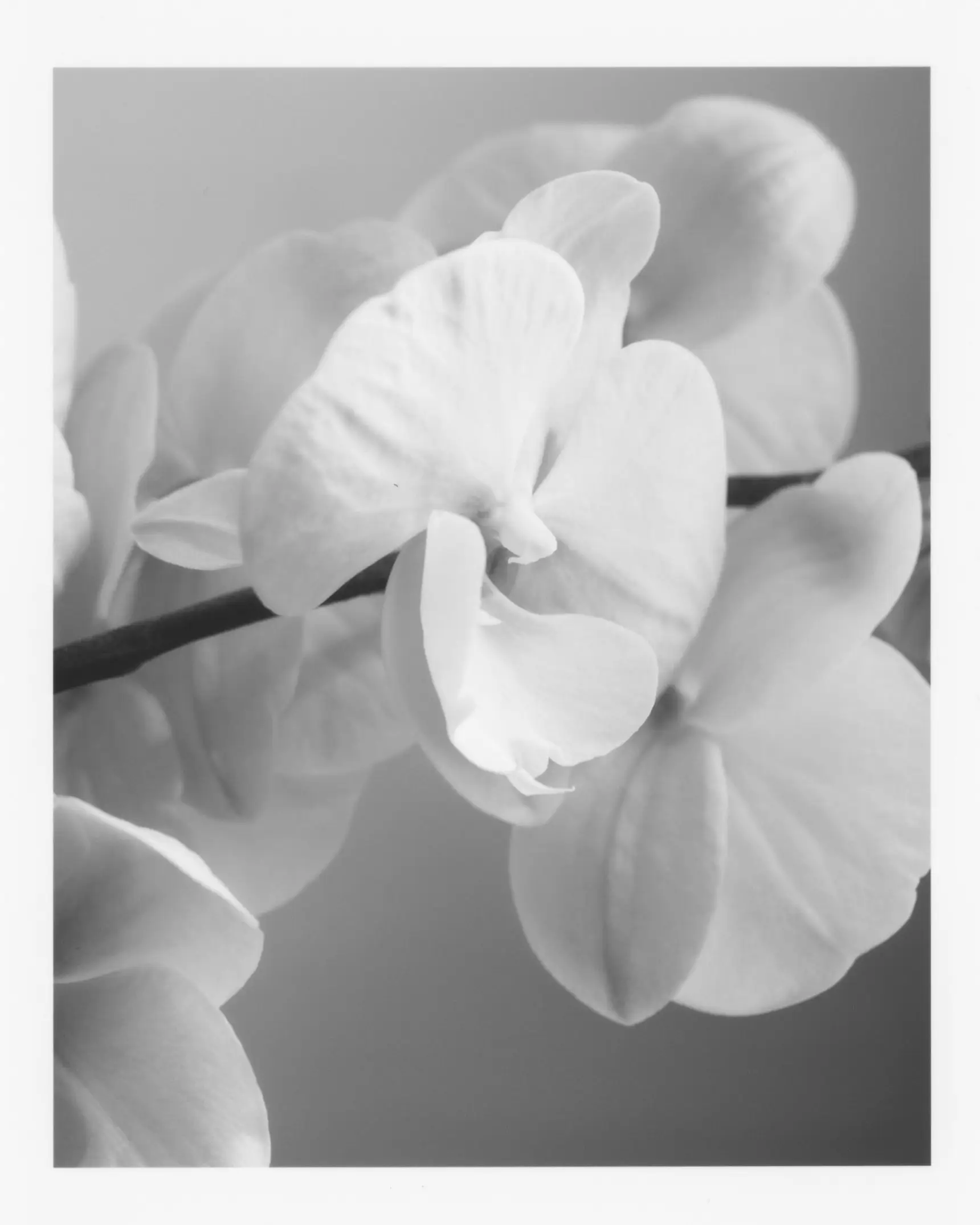 Orchid